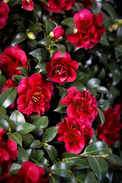Understanding the Genetics and Breeding of Ruby October Madic Camellia